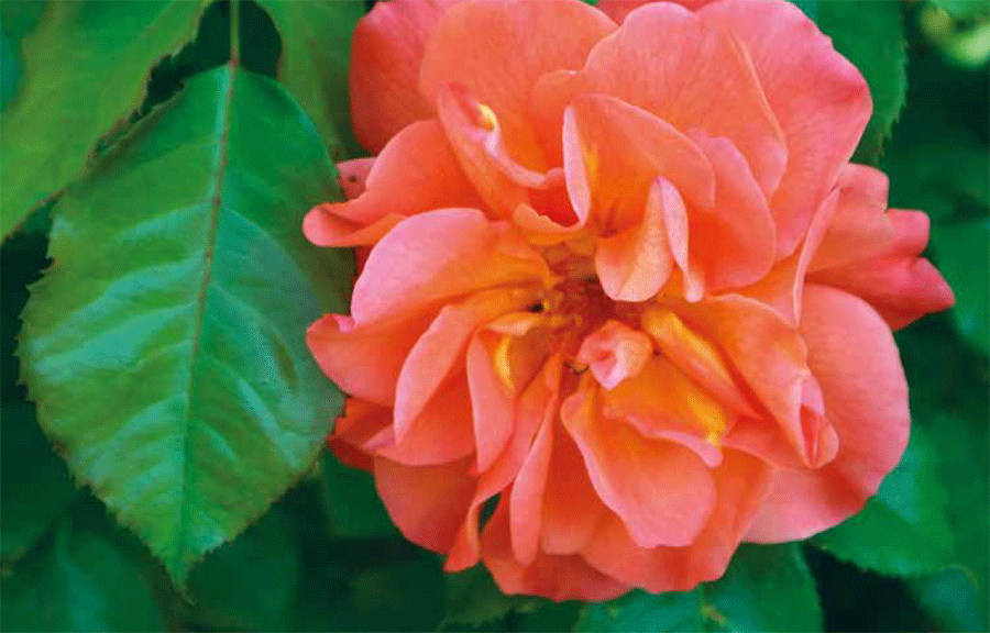 Bild für Chor- und Bläsermusik zur Rosenblüte